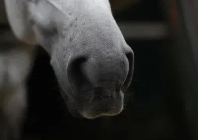 Reitclub Leimental