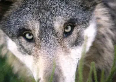 Saarloos Wolfhound