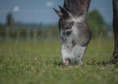 Reitsportzentrum St.Jakob